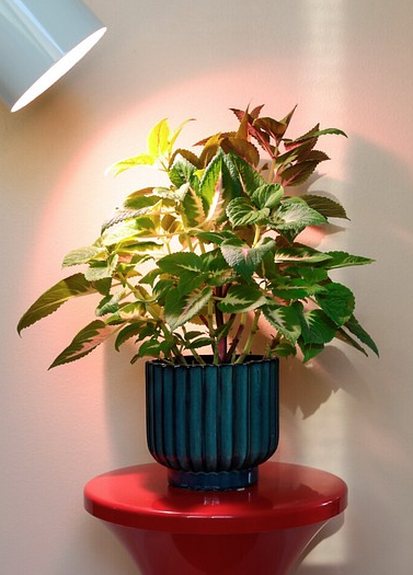 KASVIVALO 9.5W 3500K LED-kohdelamppu AIRAM E27 PAR30 835 800lm shining on a vibrant potted plant.